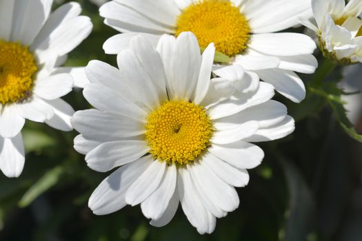 Shasta daisy flowers - Latin name - Leucanthemum maximum