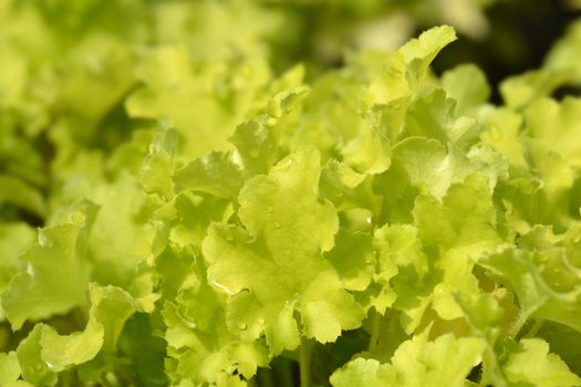 Coral Bells Lime Marmelade leaves - Latin name - Heuchera Lime Marmelade