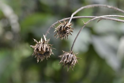 Sun daisy seed heads - Latin name - Berkheya radula