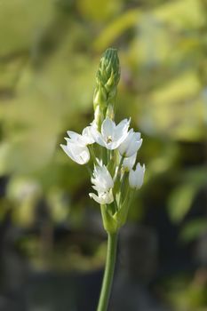 African wonder flower - Latin name - Ornithogalum thyrsoides