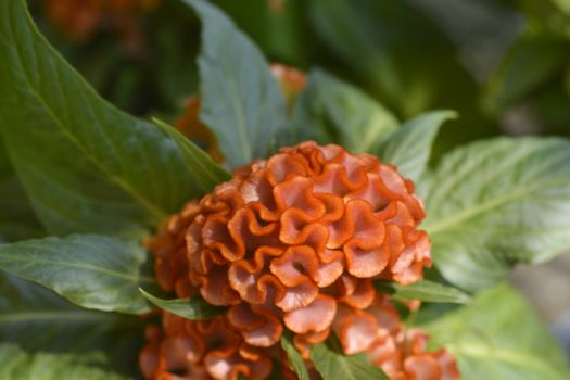 Twisted Orange Cockscomb - Latin name - Celosia argentea var. cristata Twisted Orange