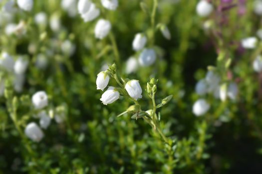 St Dabeocs heath white flowers - Latin name - Daboecia cantabrica Alba