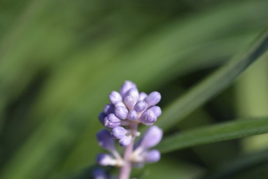 Big Blue Lily Turf flower buds - Latin name - Liriope muscari Big Blue