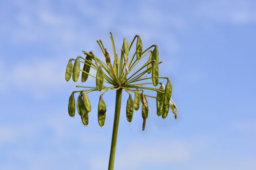 African Lily seed pods - Latin name - Agapanthus africanus