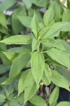 Jerusalem artichoke leaves - Latin name - Helianthus tuberosus