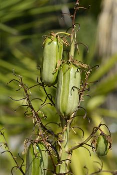 Spanish bayonet unripe fruit - Latin name - Yucca aloifolia