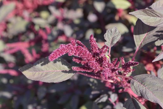 Amaranth Velvet Curtains - Latin name - Amaranthus cruentus Velvet Curtains