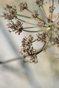 Common fennel seeds - Latin name - Foeniculum vulgare