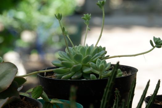 Succulent are plants with parts that are thickened, fleshy, and engorged, usually to retain water in arid climates or soil condition. The habitats are in areas with high temperatures and low rainfall