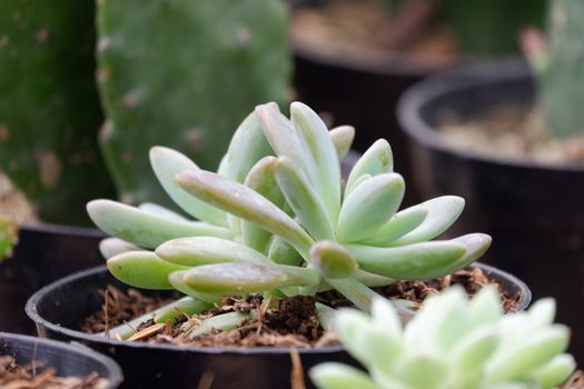 Succulent are plants with parts that are thickened, fleshy, and engorged, usually to retain water in arid climates or soil condition. The habitats are in areas with high temperatures and low rainfall