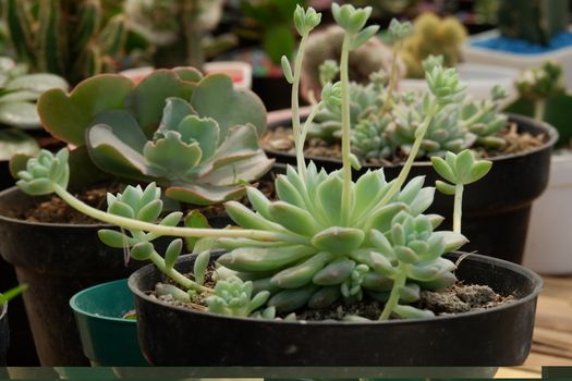 Succulent are plants with parts that are thickened, fleshy, and engorged, usually to retain water in arid climates or soil condition. The habitats are in areas with high temperatures and low rainfall