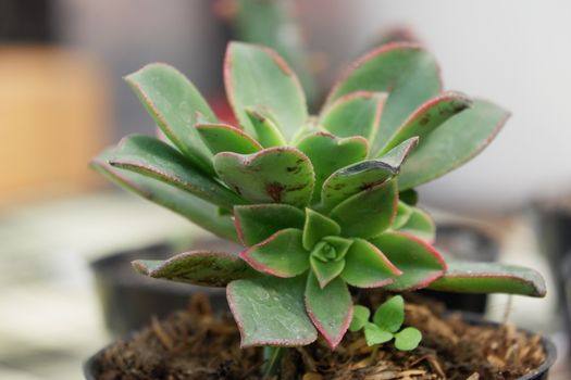 Succulent are plants with parts that are thickened, fleshy, and engorged, usually to retain water in arid climates or soil condition. The habitats are in areas with high temperatures and low rainfall
