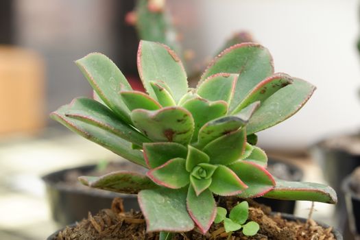 Succulent are plants with parts that are thickened, fleshy, and engorged, usually to retain water in arid climates or soil condition. The habitats are in areas with high temperatures and low rainfall