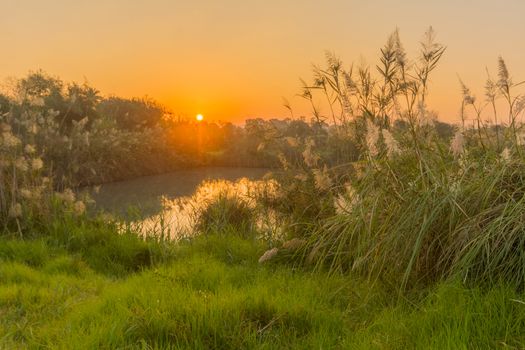 Sunrise view over wetland with Southern cattail, in En Afek nature reserve, northern Israel