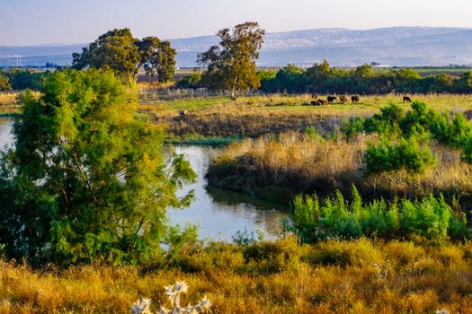 Morning view over wetland with Asian Water Buffalos (Bubalus bubalis), in En Afek nature reserve, northern Israel