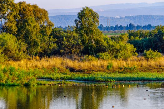 Morning view over wetland with various birds, in En Afek nature reserve, northern Israel