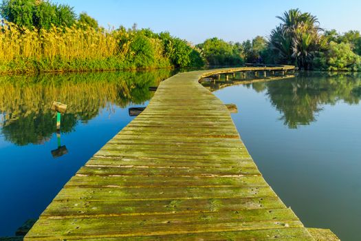 View of an elevated pathway over a pond, in En Afek nature reserve, northern Israel
