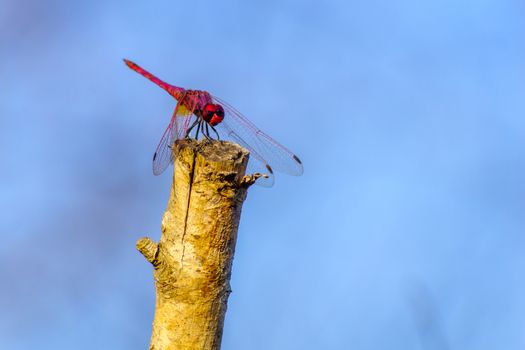 View of a red dragonfly on a tree branch