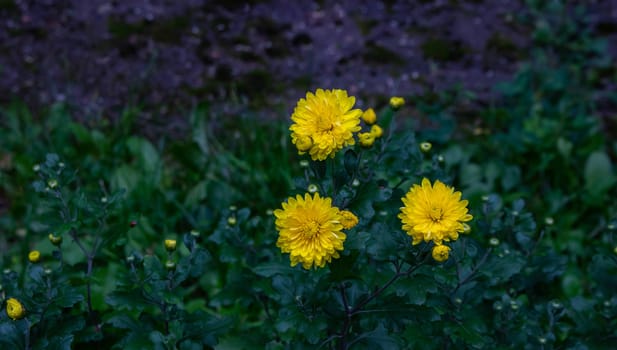 Three yellow Aster flowers in a flower bed. Daisy.