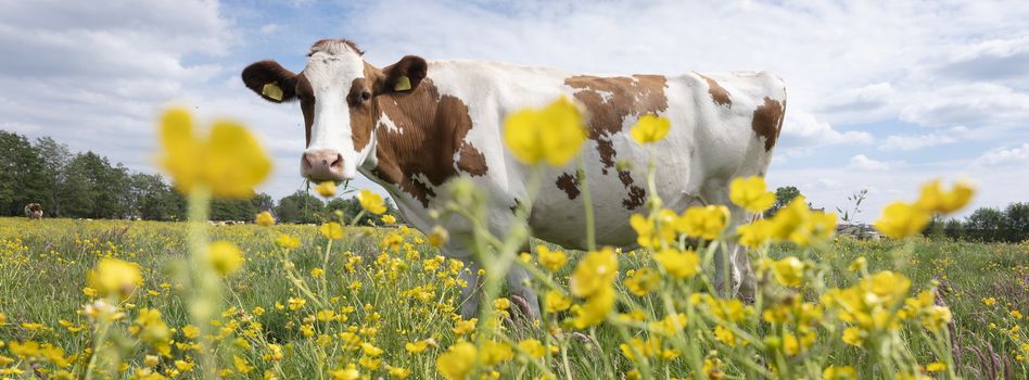 red and white spotted cow in meadow with yellow buttercup flowers under blue sky in holland