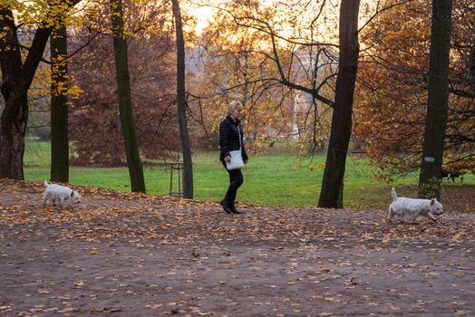 11/14/2020. Park Stromovka. Prague czech Republic. A woman is walking her two identical dogs at the park on a Sunday winter day.
