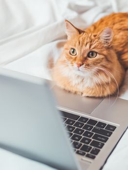 Cute ginger cat lying in bed with laptop. Fluffy pet with computer. Fuzzy domestic animal works remotely like human. Cozy home.