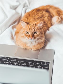 Cute ginger cat lying in bed with laptop. Fluffy pet with computer. Fuzzy domestic animal works remotely like human. Cozy home.