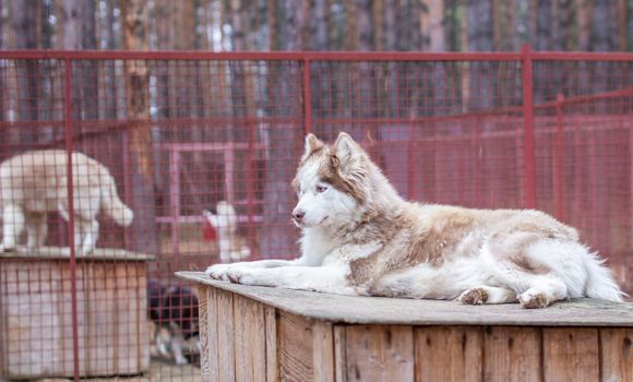 Siberian husky dog lying on a wooden house. The dog is lying, bored and resting. High quality photo