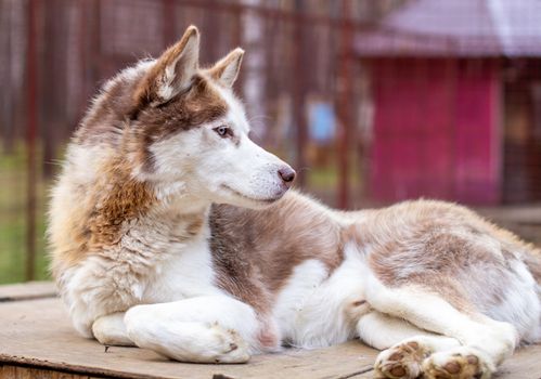 Siberian husky dog lying on a wooden house. The dog is lying, bored and resting. High quality photo