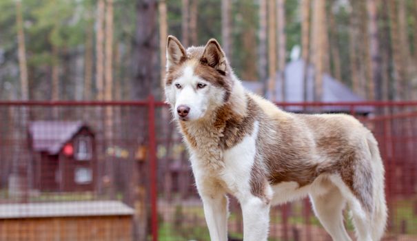 Siberian husky dog lying on a wooden house. The dog is lying, bored and resting. High quality photo