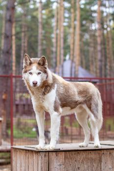 Siberian husky dog lying on a wooden house. The dog is lying, bored and resting. High quality photo