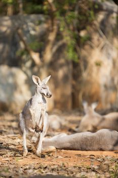 Grey Kangaroo look up on sand.