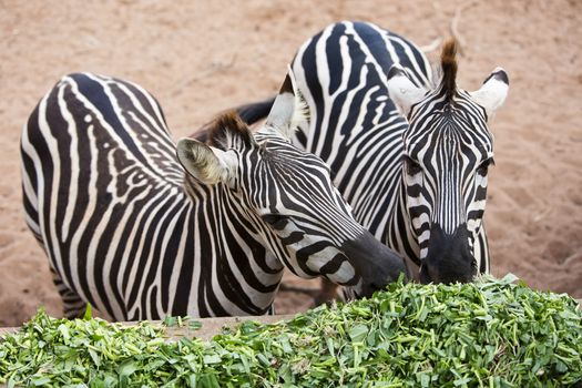 Two Zebra eating morning glory.