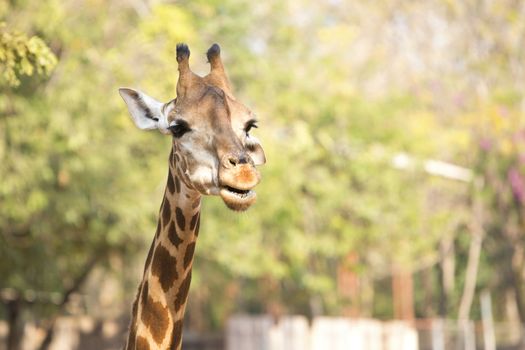 Head of Giraffe.