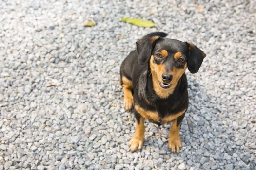 Black-brown Dachshund sit down.