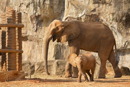 Suckling baby African Elephant playing with mum.