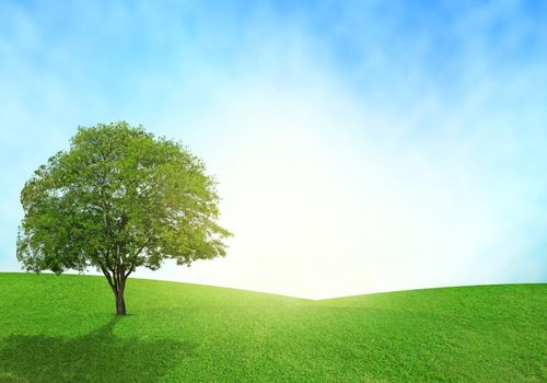 Green field, blue sky and lighting flare on grass.