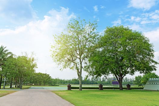 Landscape view tree with road.