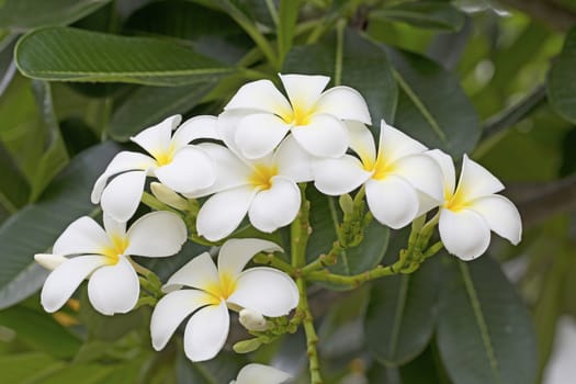 Plumeria or Paper flower on tree plant.