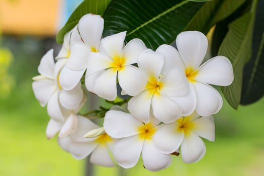 Plumeria or Paper flower on tree plant.