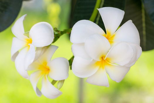 Plumeria or Paper flower on tree plant.