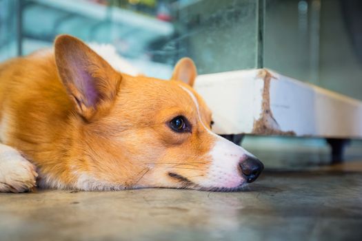 Pembroke wales corgi crouching on floor.