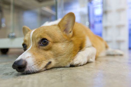 Pembroke wales corgi crouching on floor.