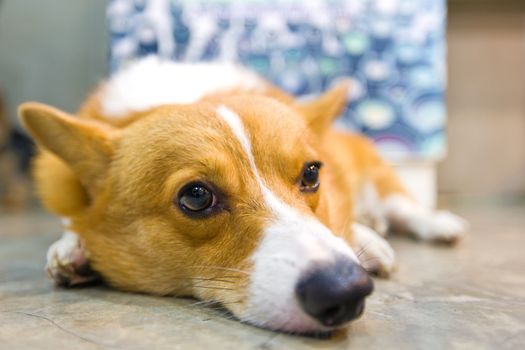 Pembroke wales corgi crouching and sleep.