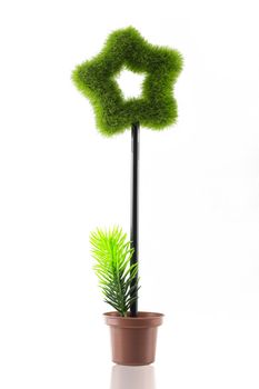 Beautiful tree star grass on pot