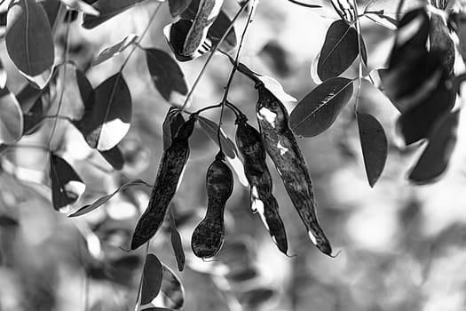 On a branch. Kind of sable. Black and white shot.