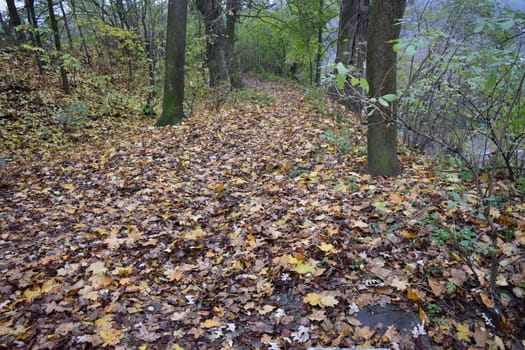 Autumn leaves, tree trunks and bushes in late fall