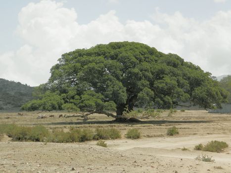 Tesseney, Eritrea - 10/11/2020: Beautiful photography of the landscape from the villages near the bord from Ethiopia. Old desert villages with some domestic animals.