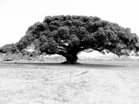 Tesseney, Eritrea - 10/11/2020: Beautiful photography of the landscape from the villages near the bord from Ethiopia. Old desert villages with some domestic animals.