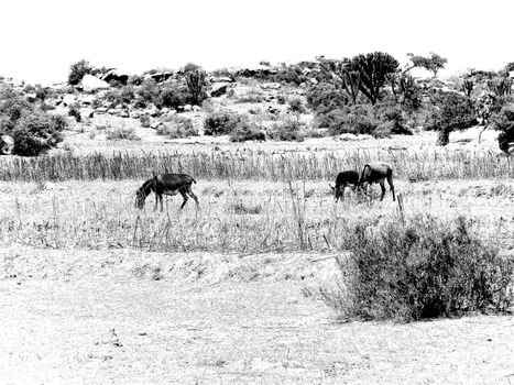 Tesseney, Eritrea - 10/11/2020: Beautiful photography of the landscape from the villages near the bord from Ethiopia. Old desert villages with some domestic animals.